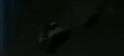 Барсука заметили в одном из жилых районов Семея