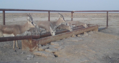 Водопой открыт