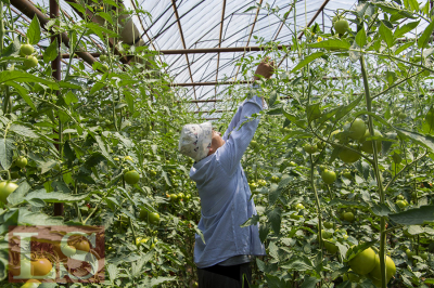 Казахстан теряет фермеров: работников в сельском хозяйстве стало меньше. Инфографика