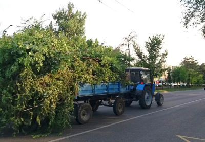 Общественность возмущена обрезкой здоровых зеленых веток деревьев в Алматы