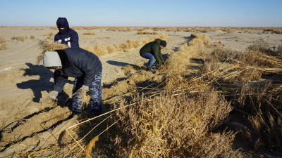 Саксаул против пустыни и изменения климата