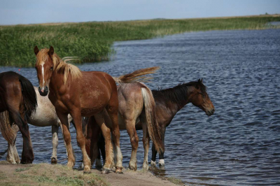 В Казахстане будут развивать отечественную породу лошадей