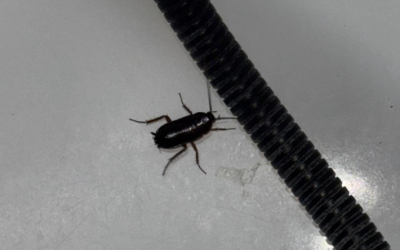 По дому бегают тараканы