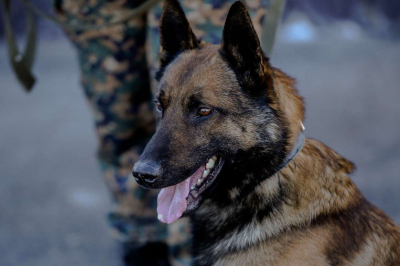 Жителя Шу задержали за хранение гашиша в особо крупном размере